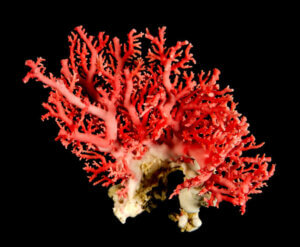 珊瑚原木