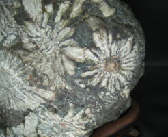 菊花石買取りました/福岡