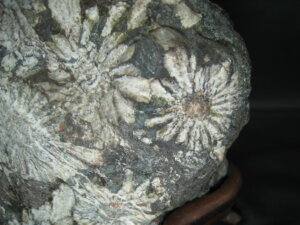 くっきりとした菊文様です/骨董品の買取は福岡玄燈舎