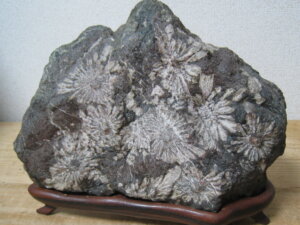全体にバランスの良い菊花石でした/菊花石の買取は福岡玄燈舎